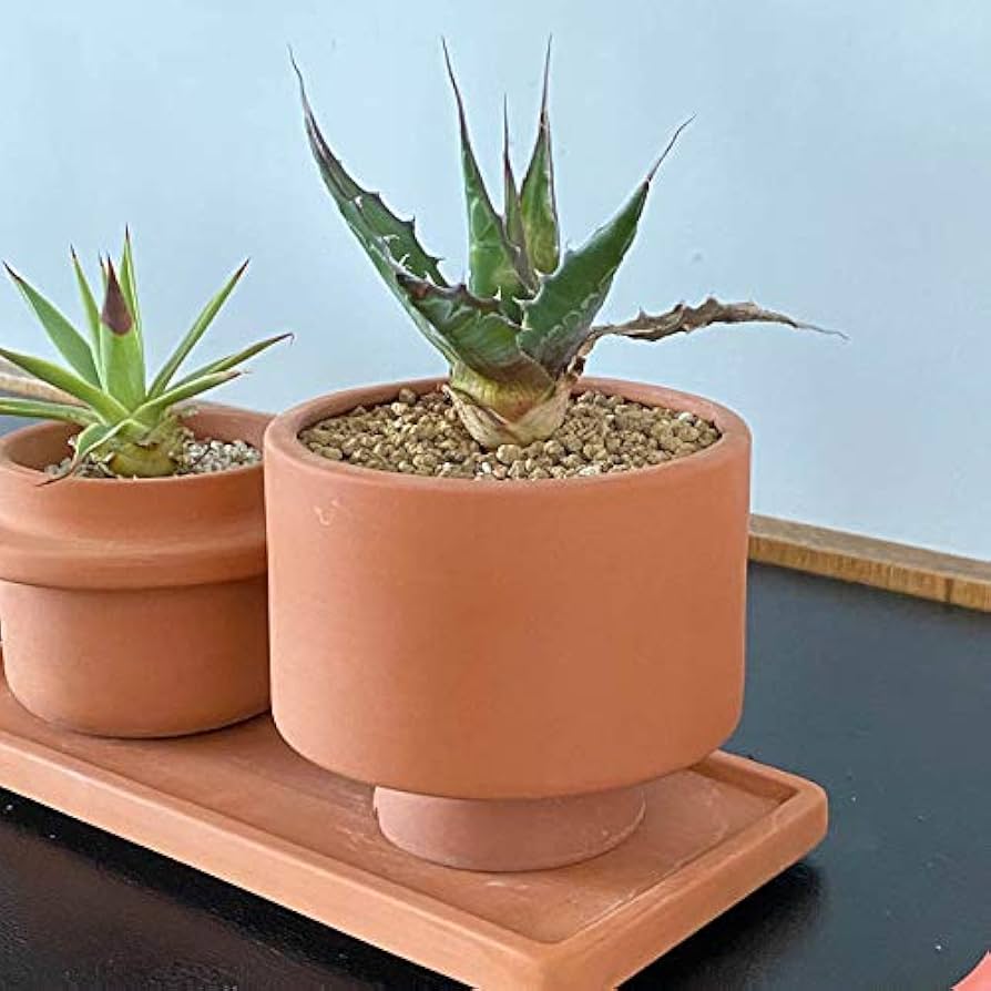 もちけん 　　TKS POT 5号浅鉢 マスタードイエロー&テラコッタ Amazon.co.jp: ダルトン テラコッタポット CALM G20-0235 【3~3.5号鉢